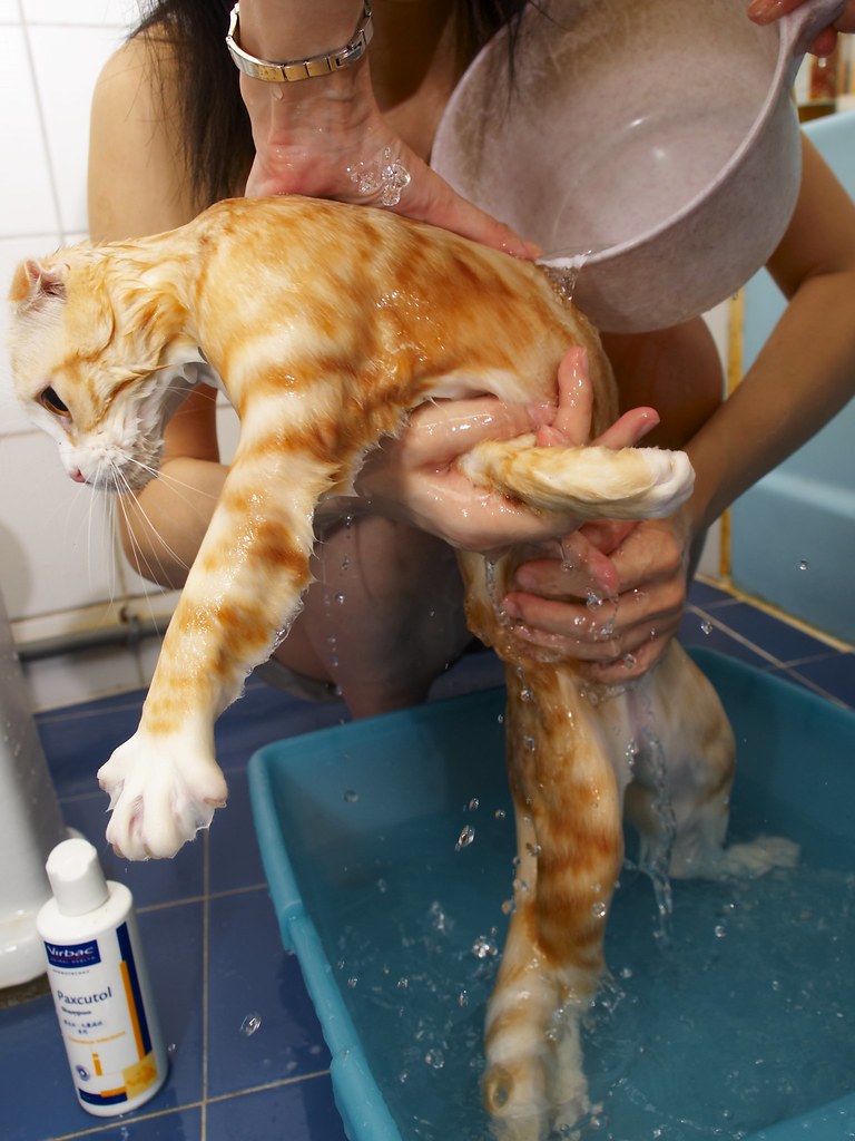 Сколько моют кошек. Мытье кошки. Купание кошки. Кошка моется. Помытая кошка.