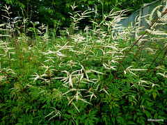 Aruncus 'Horatio'