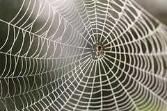 Anglų lietuvių žodynas. Žodis spider-web reiškia n amer. voratinklis lietuviškai.