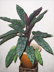 Aglaonema hybrid