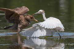 Juvenile Heron bullies juvenile Egret
