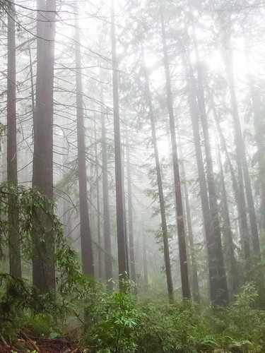 Redwoods and mist