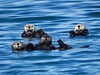 Sea otter by Mike