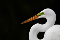 Portrait of a Great Egret