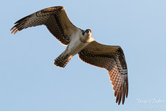 Young Osprey performs a flyby
