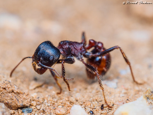 Harvester Ant • <a style="font-size:0.8em;" href="http://www.flickr.com/photos/59465790@N04/18980471878/" target="_blank">View on Flickr</a>