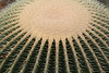 Echinocactus grusonii - Botanischer Garten Berlin • <a style="font-size:0.8em;" href="http://www.flickr.com/photos/25397586@N00/19772634031/" target="_blank">View on Flickr</a>