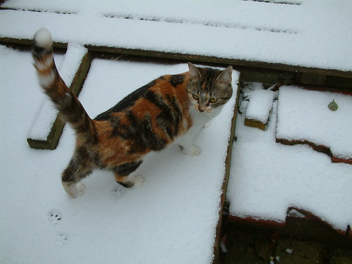 My third cat having her first winter experience