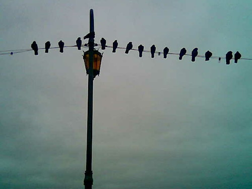 Birds on a wire by ancawonka.