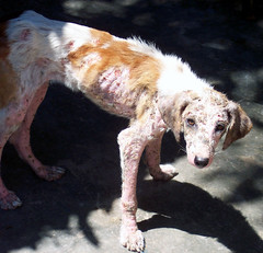 This is Fresia!!! A typical rescue dog / Un perro típico de rescate