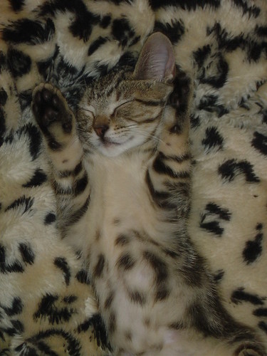 camouflaged kitten: part 2 of 4
