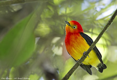 Band-tailed Manakin - uirapuru-laranja - Pipra fasciicauda