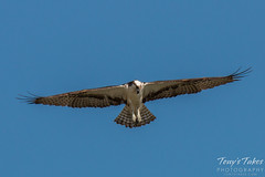 Osprey on patrol for a meal