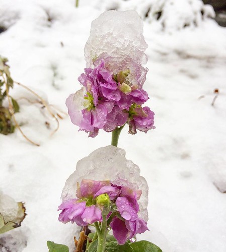 :͂Ă₟A킟ꂡ???: cćA͂AfGȖXq˂Ƃc :???#? #[ #? #? #? #ςĂ #Ⴞ #~̒ # #? #v #eB[^C #iF #plantsarefriends #iloveflowerssomuch #iloveflowers #ilove #snow?? #winterga