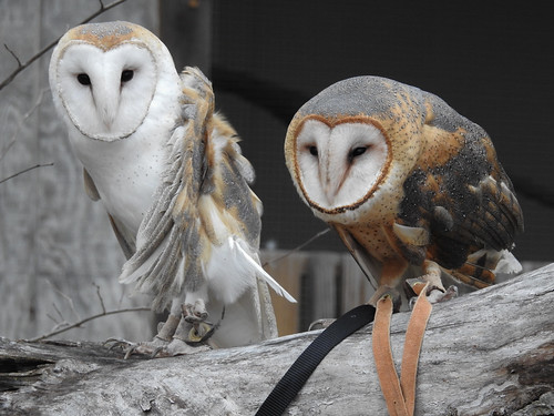 Barn owls, From FlickrPhotos