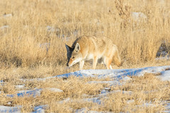 Coyote sniffs around, looking for a meal