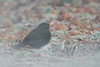Frozen blackbird
