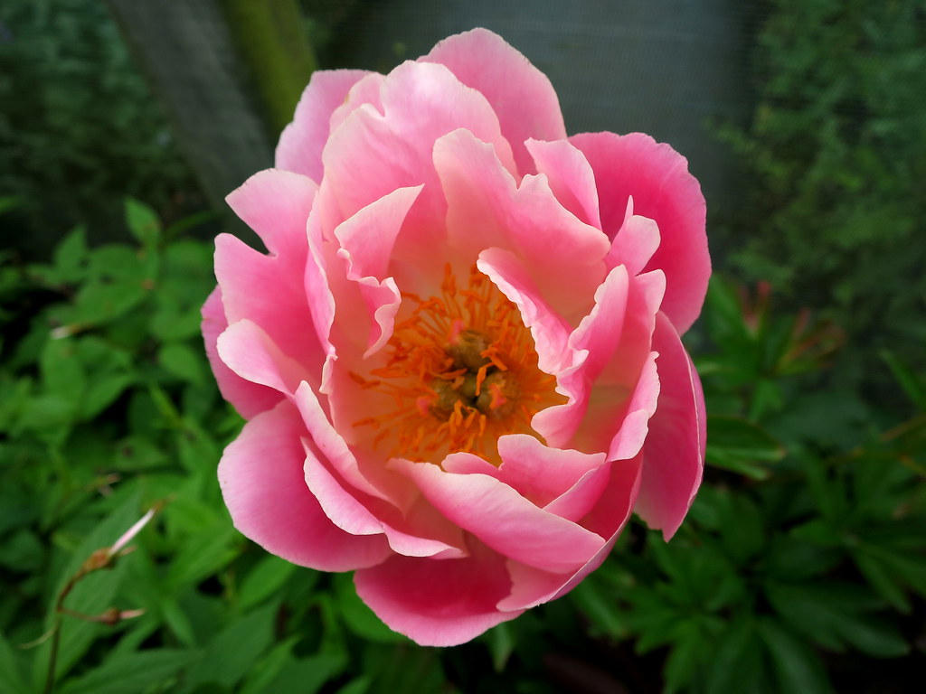 Paeonia 'Pink Hawaiian Coral'