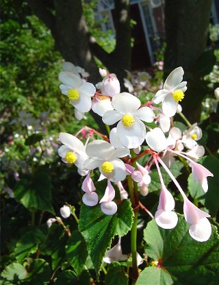 Hardy Begonias