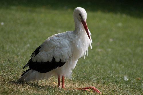 Sitting Stork • <a style="font-size:0.8em;" href="http://www.flickr.com/photos/95697696@N00/19131836552/" target="_blank">View on Flickr</a>