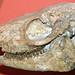 Mesohippus sp. (fossil horse) (Tertiary; near Lusk, Wyoming, USA) 2