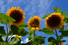 Sunflower Family