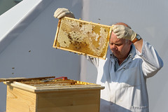Honigernte des Friendly Honey