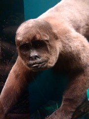 Anglų lietuvių žodynas. Žodis simian reiškia  a  zool. beždžionių 2 beždžioniškas  n zool. beždžionė lietuviškai.