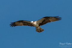 Osprey flyby while looking for a meal
