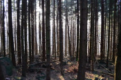 Forest on Winter