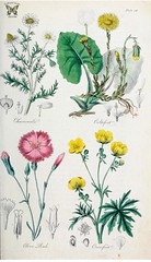 Anglų lietuvių žodynas. Žodis dianthus caryophyllus reiškia <li>dianthus caryophyllus</li> lietuviškai.