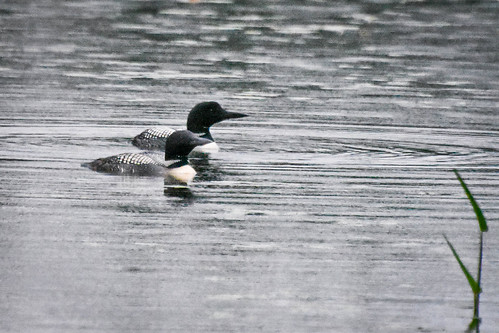 Two loons on Bass Lake as a rain storm rolls in. • <a style="font-size:0.8em;" href="http://www.flickr.com/photos/96277117@N00/20106308981/" target="_blank">View on Flickr</a>