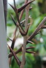 Acacia cornigera - Botanischer Garten Berlin • <a style="font-size:0.8em;" href="http://www.flickr.com/photos/25397586@N00/19772637921/" target="_blank">View on Flickr</a>