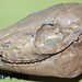 Mesohippus sp. (fossil horse) (Oligocene; Whitman, Wyoming, USA)