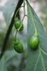 Solanum laciniatum - Botanischer Garten Berlin • <a style="font-size:0.8em;" href="http://www.flickr.com/photos/25397586@N00/19741684856/" target="_blank">View on Flickr</a>
