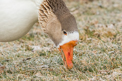 Young Swan Goose