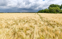 Nearly ready, wheat field, northern Germany