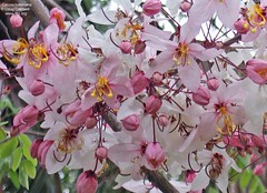 Cassia bakeriana flowers
