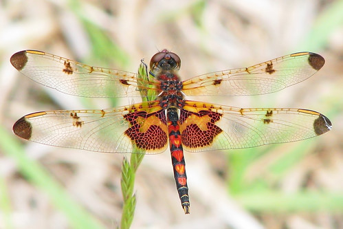 Calico pennant - young male
