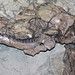 Pseudoprotoceras longinaris (fossil mammal) (Chadron Formation, Upper Eocene; Chadronia Pocket, near Crawford, Nebraska, USA) 3