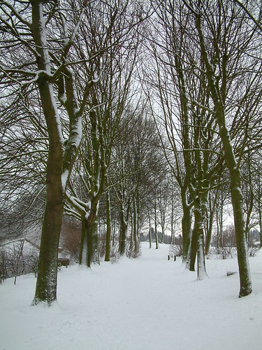 Snowy treelane
