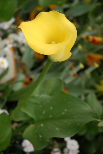 Flower close-up photo