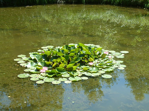 A pool of Lilies