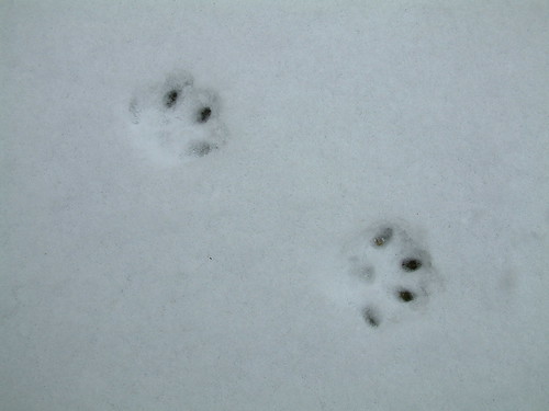 My third cat's paws in the snow