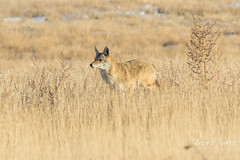 Coyote runs in hoping for leftovers