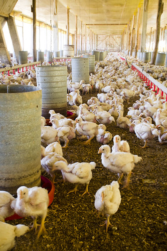 Falta de ração - Alta do milho e soja provoca crise na avicultura