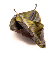 Leaves or Snail