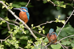 Male and Female Kingfishers 