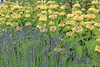 Botanischer Garten Berlin • <a style="font-size:0.8em;" href="http://www.flickr.com/photos/25397586@N00/19760669292/" target="_blank">View on Flickr</a>
