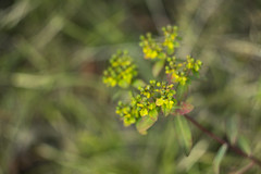 Euphorbia seeds
